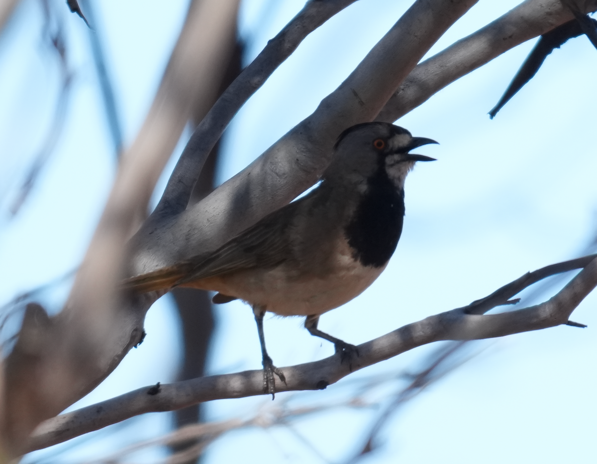 カンムリモズヒタキ - ML644579205