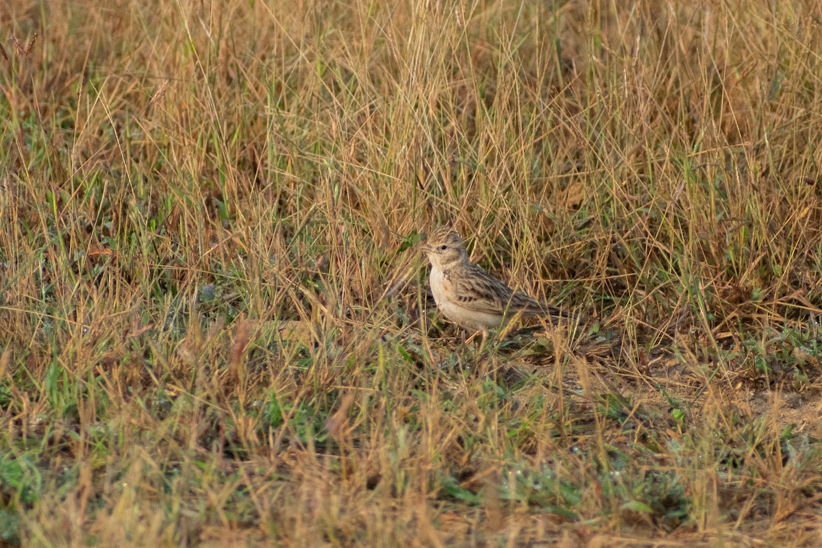 Жайворонок тибетський - ML644579207