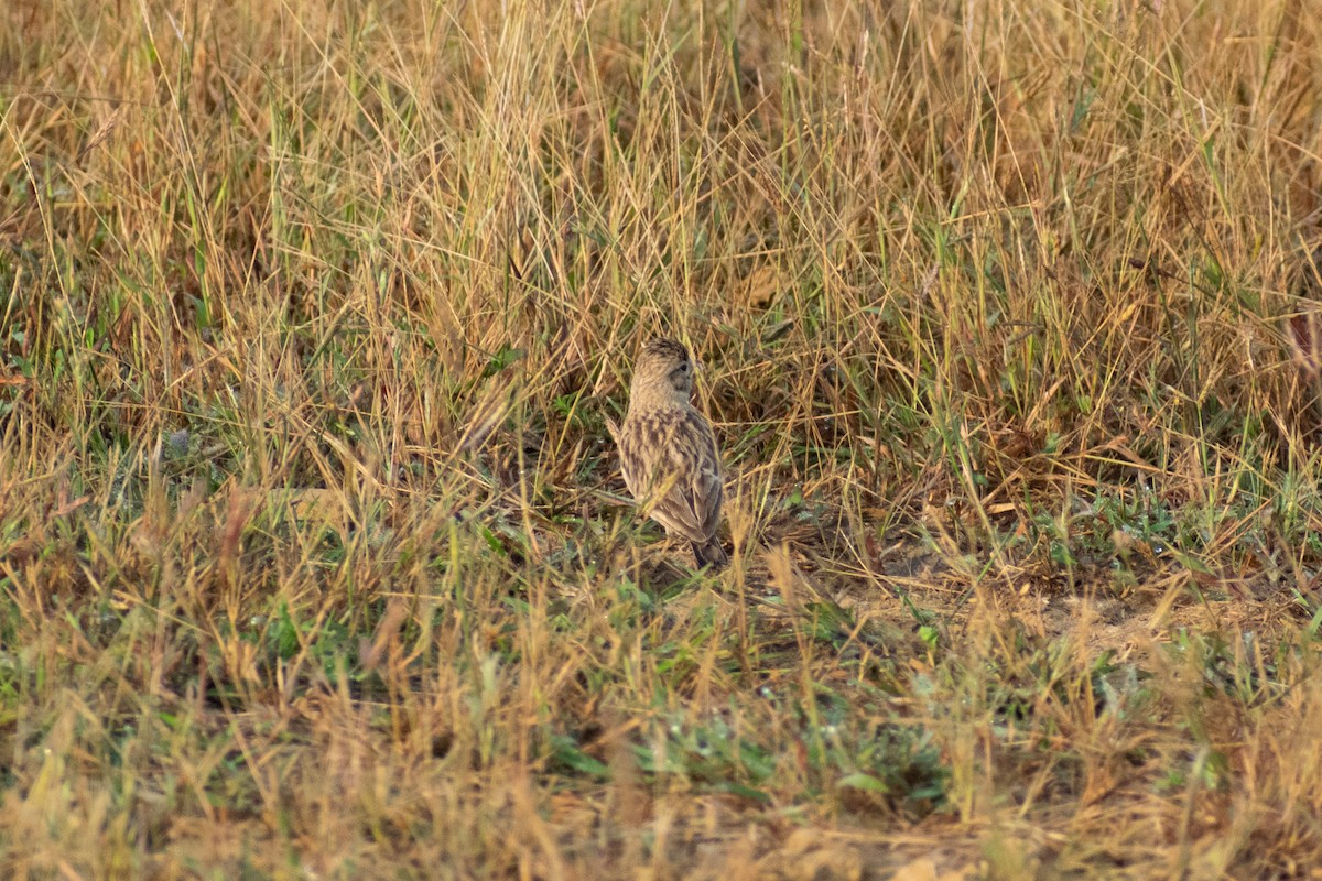 Жайворонок тибетський - ML644579208