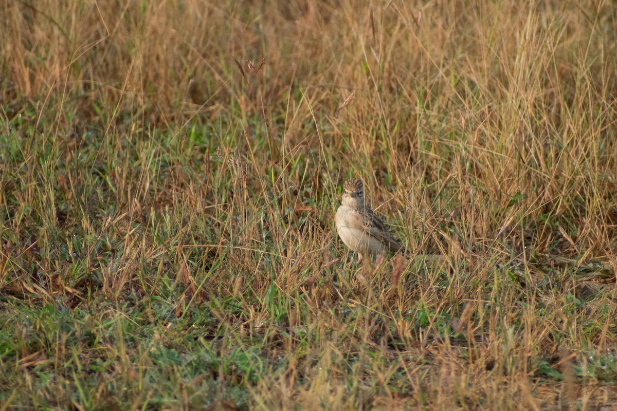 Жайворонок тибетський - ML644579209