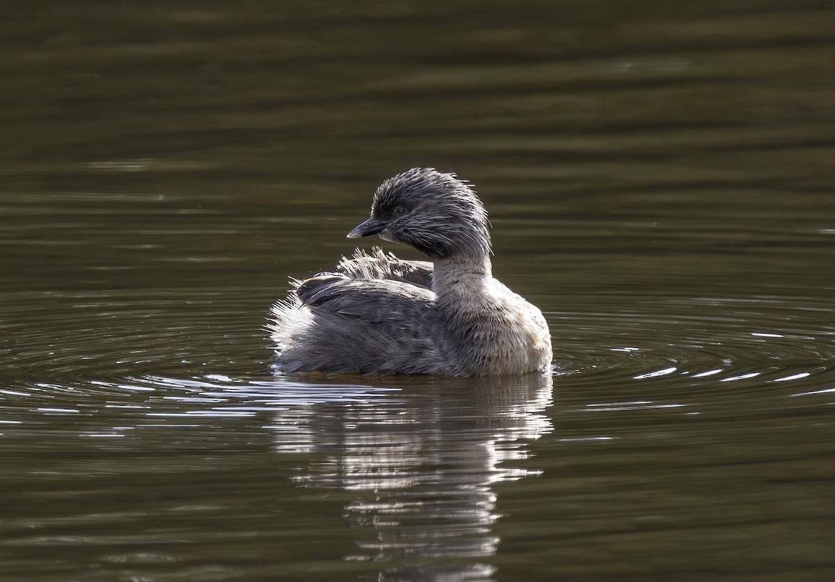 Hoary-headed Grebe - ML644579213