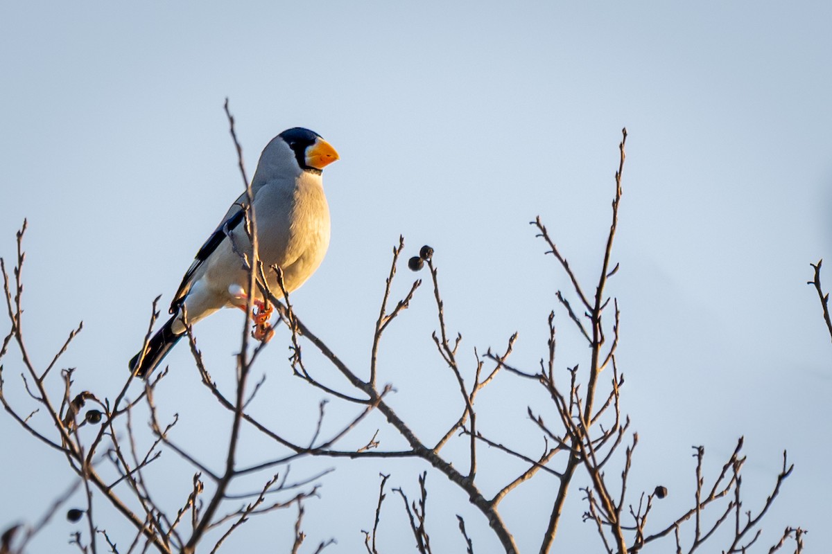 gråkjernebiter - ML644579219