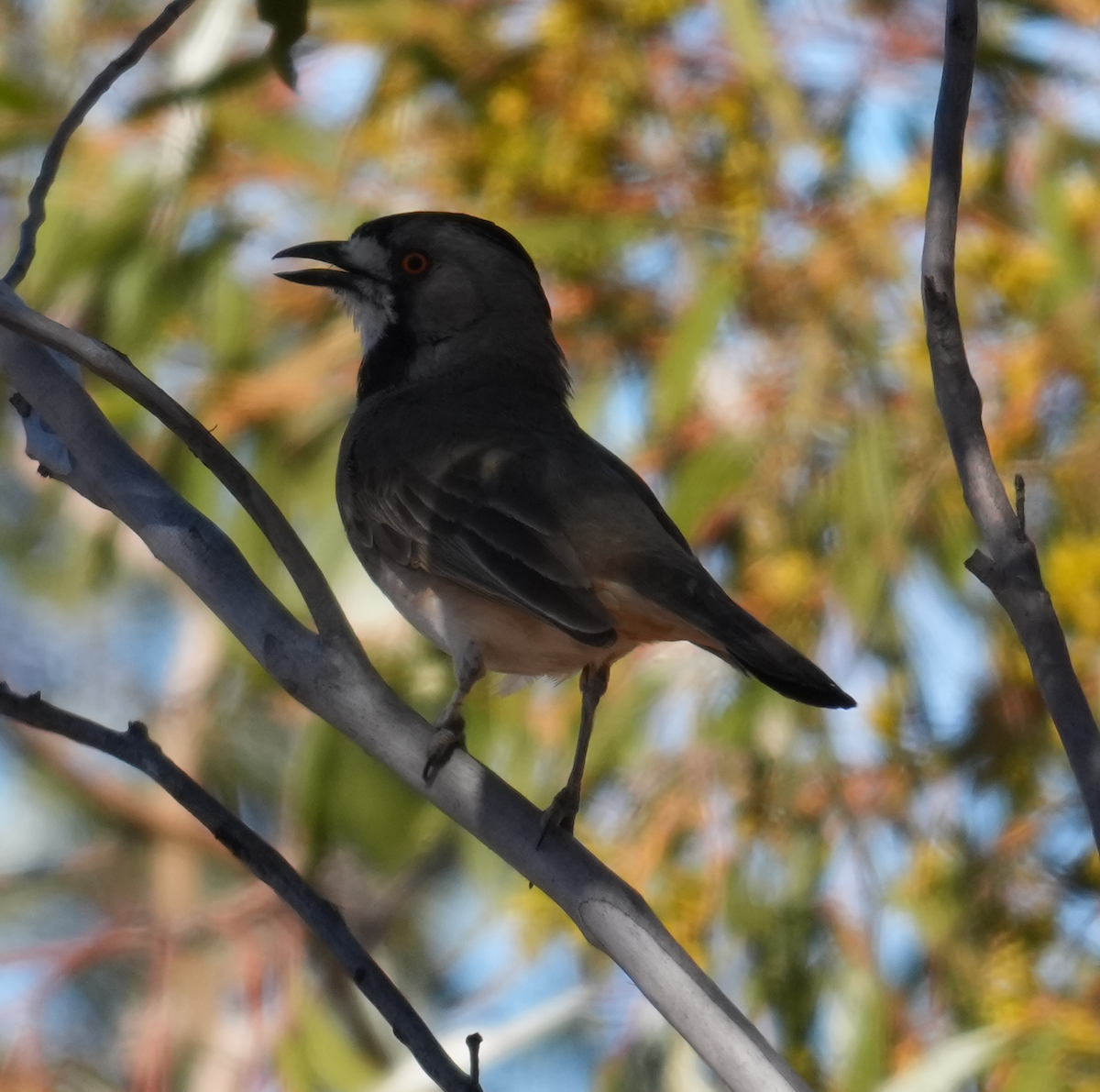 カンムリモズヒタキ - ML644579224