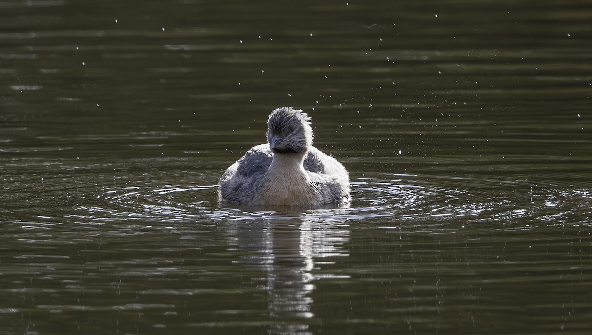 Hoary-headed Grebe - ML644579225