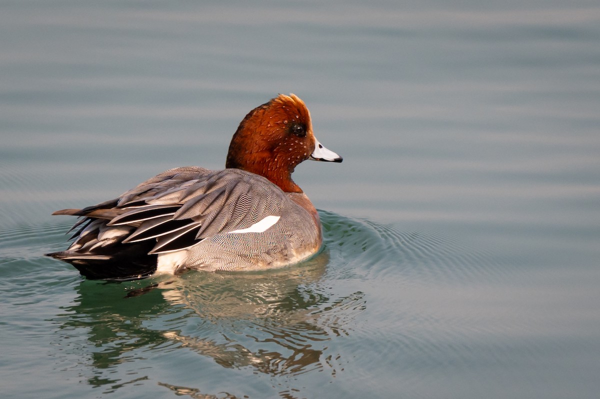 brunnakke - ML644579235