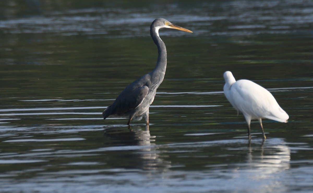 Western Reef-Heron - ML644579246