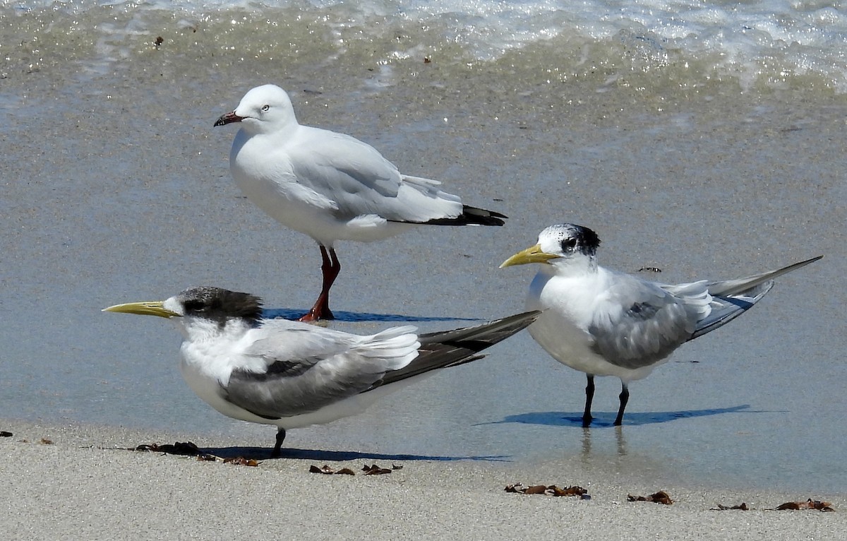 Great Crested Tern - ML644579249