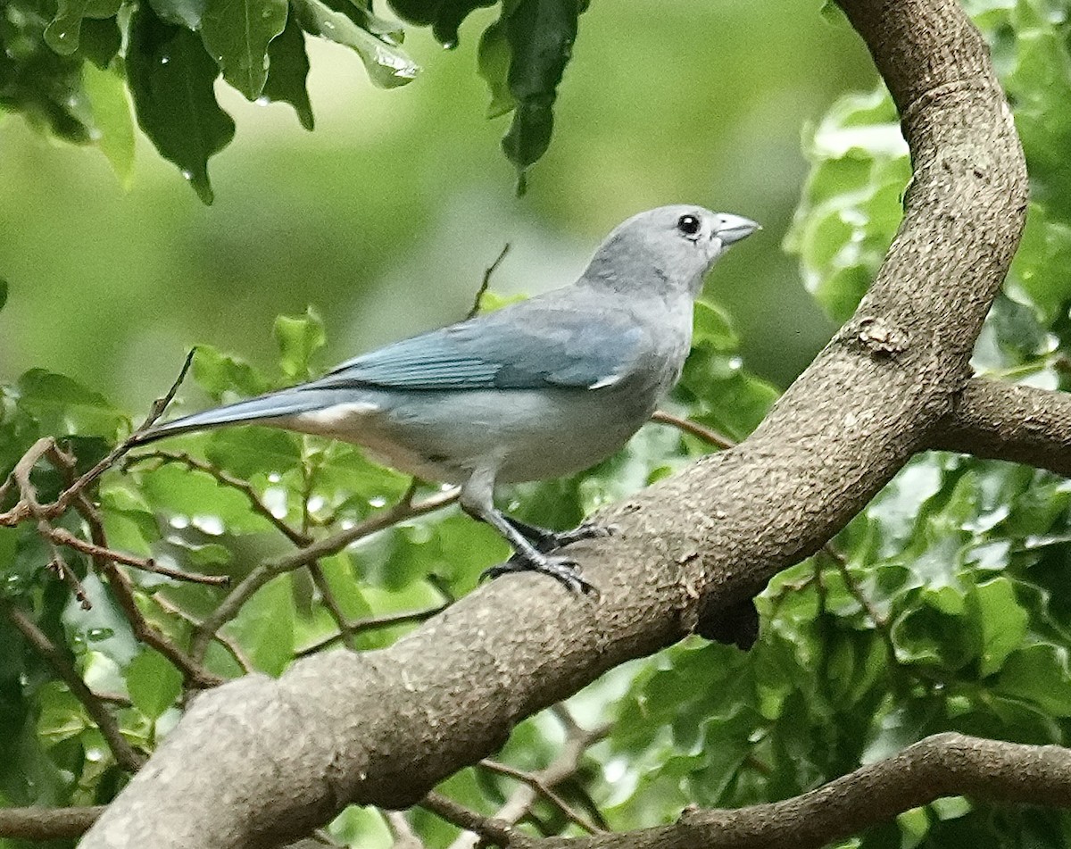 Sayaca Tanager - ML644579250