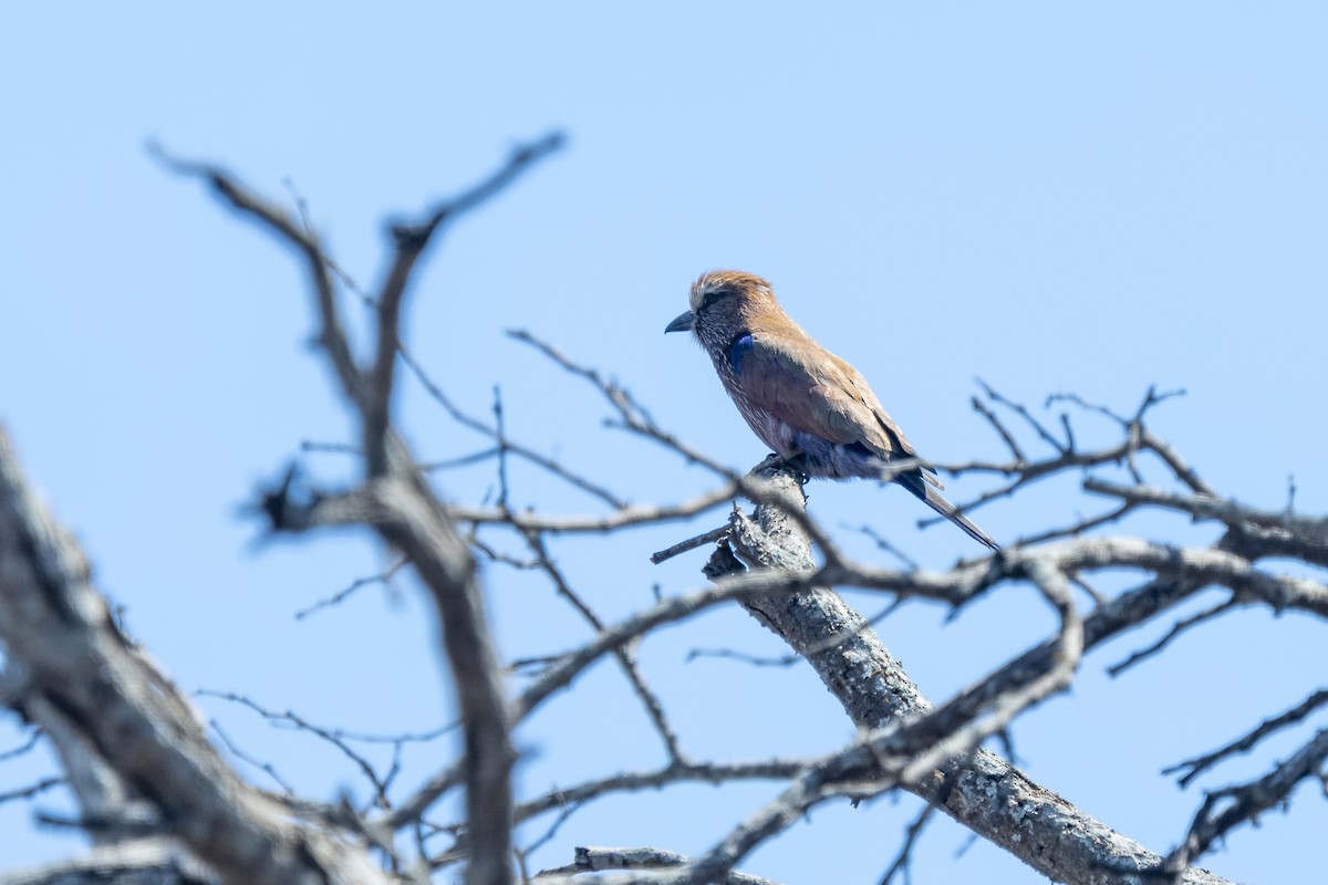 チャガシラニシブッポウソウ - ML644579254