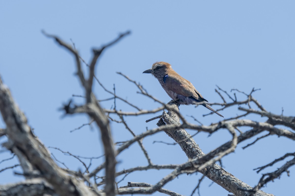 チャガシラニシブッポウソウ - ML644579255