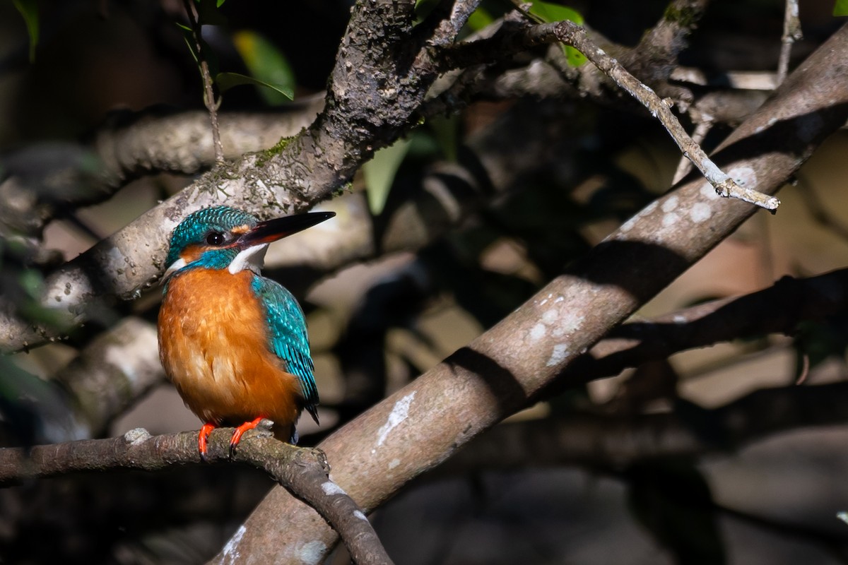 isfugl - ML644579262