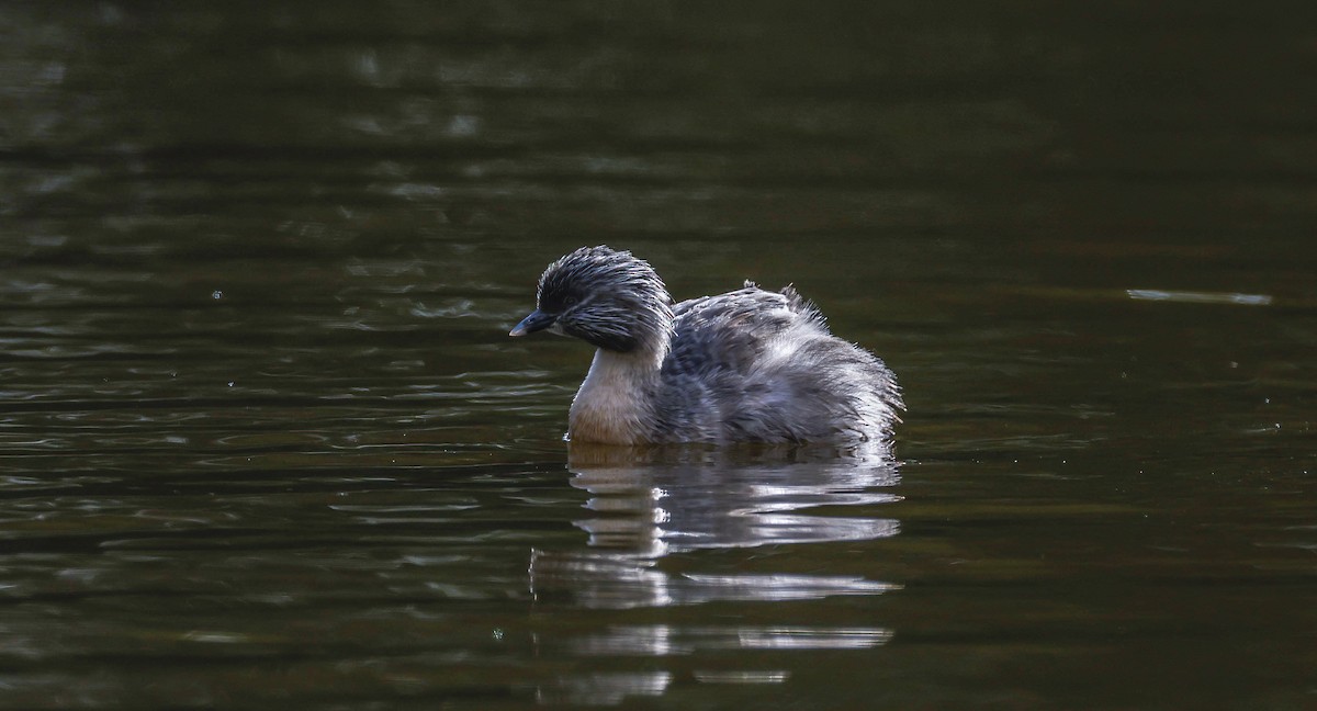 Hoary-headed Grebe - ML644579263