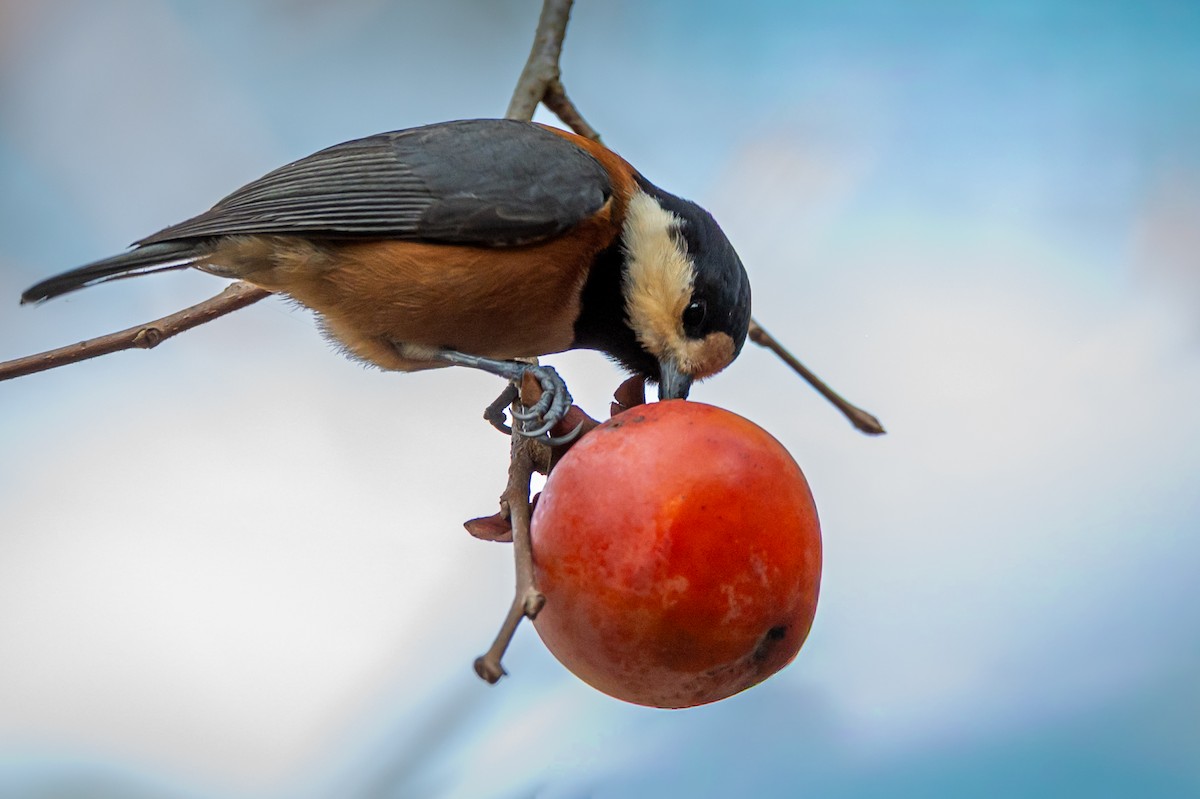 rødmeis - ML644579266