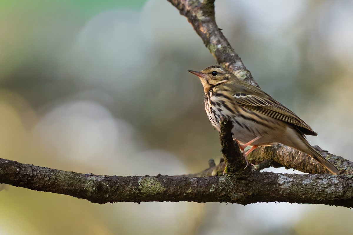 sibirpiplerke - ML644579275