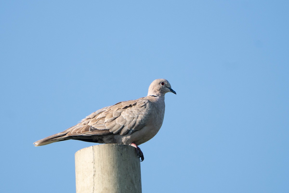 Tortora dal collare - ML644579279