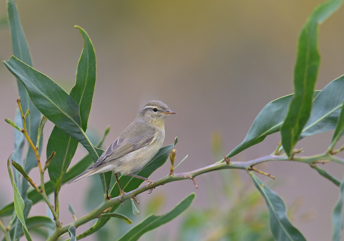 Pouillot fitis - ML644579283