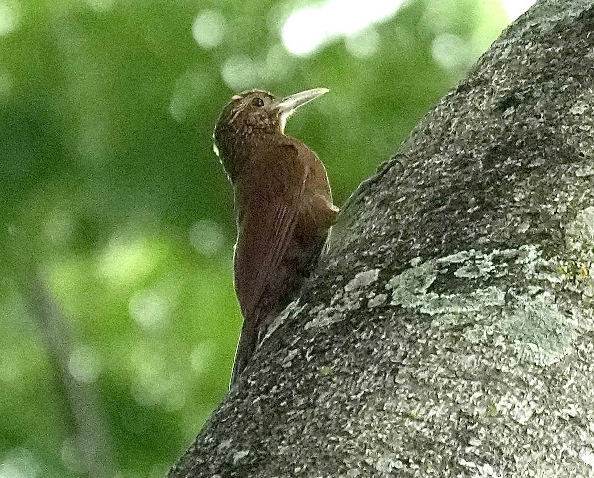 Black-banded Woodcreeper - ML644579284