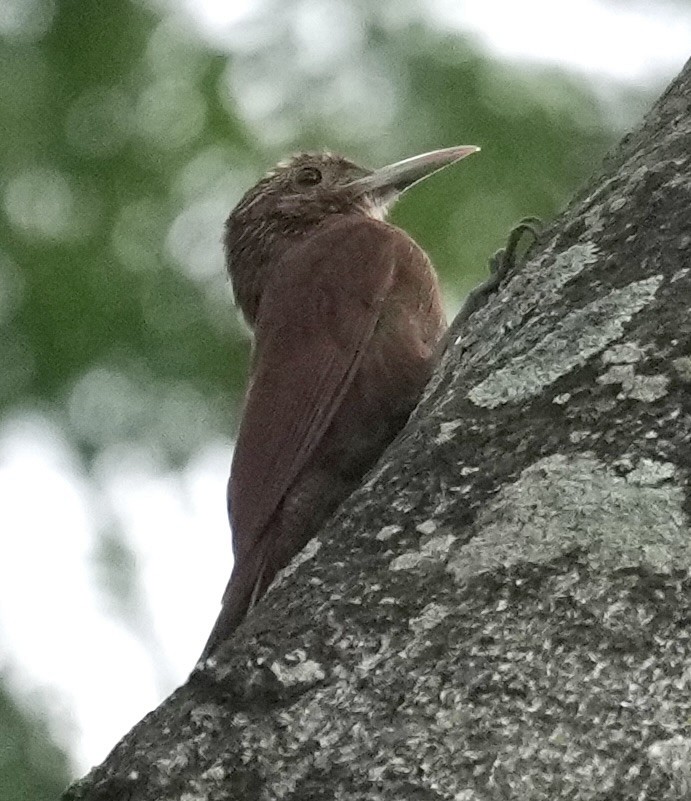 Black-banded Woodcreeper - ML644579285
