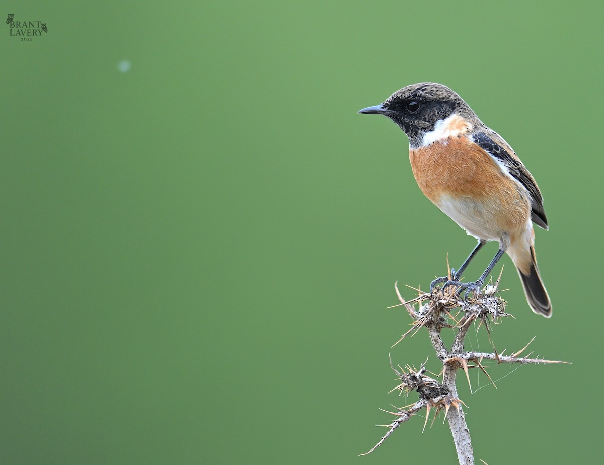 European Stonechat - ML644579287