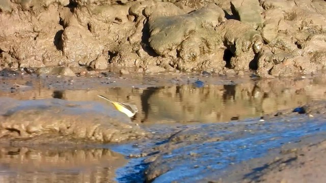 Gray Wagtail - ML644579288