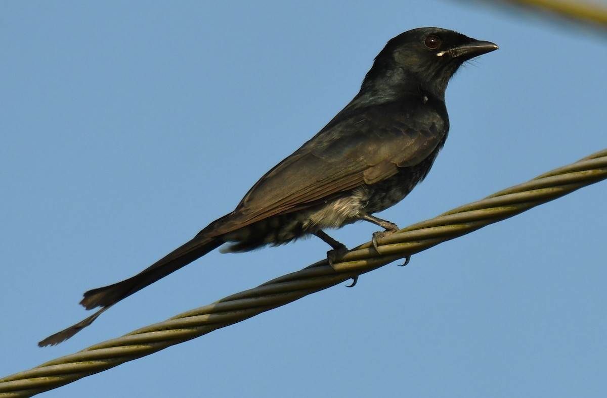Black Drongo - ML644579289
