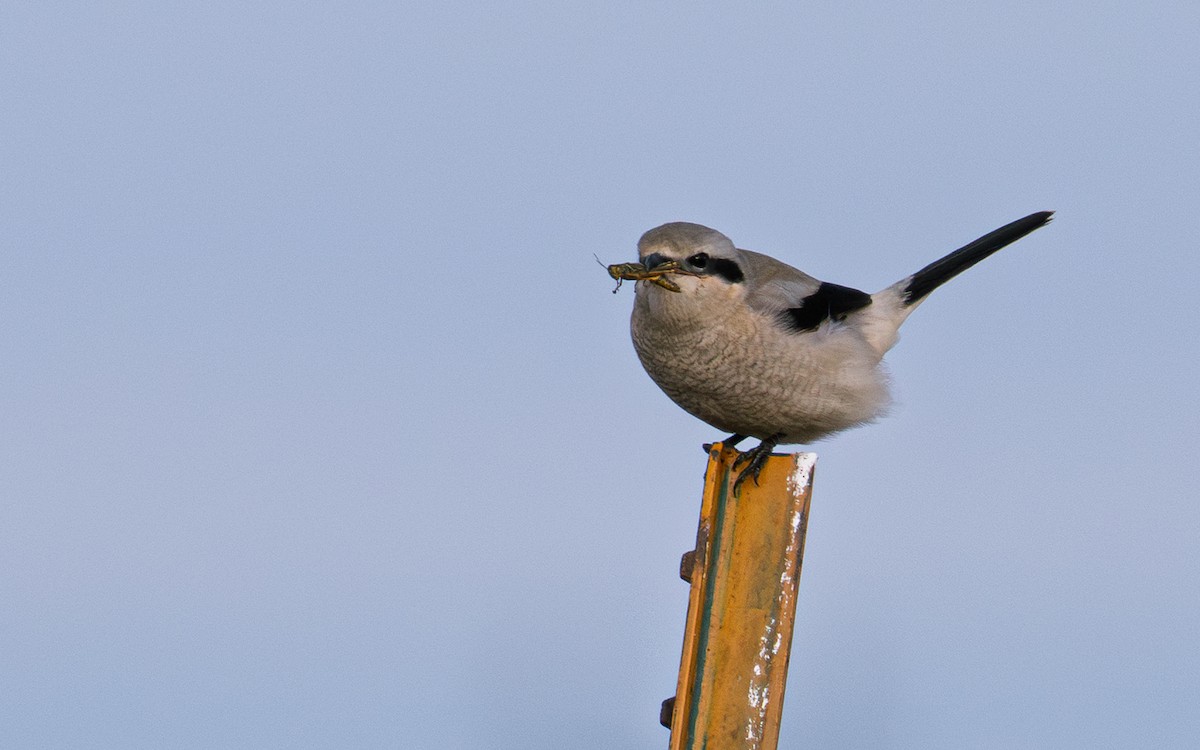 Alcaudón Boreal - ML644579293