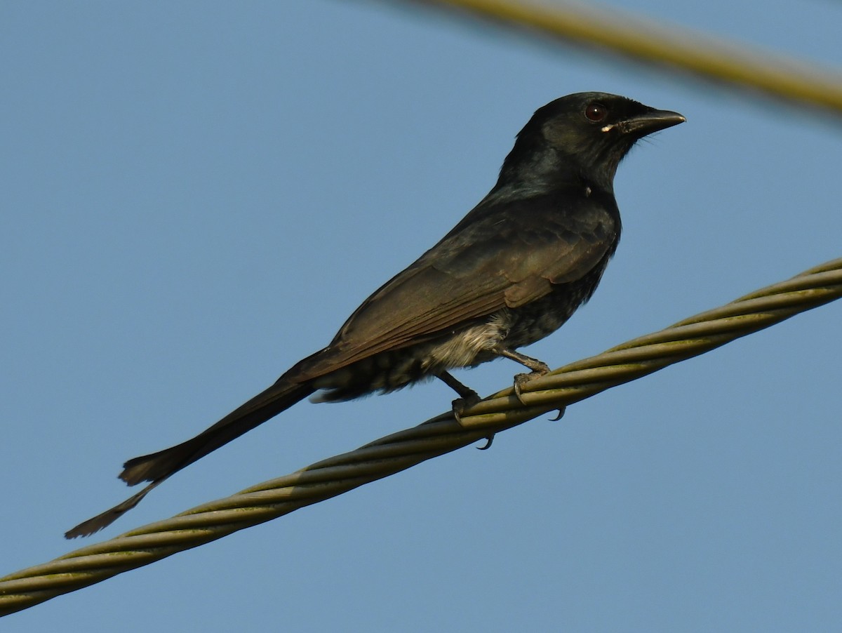 Black Drongo - ML644579294