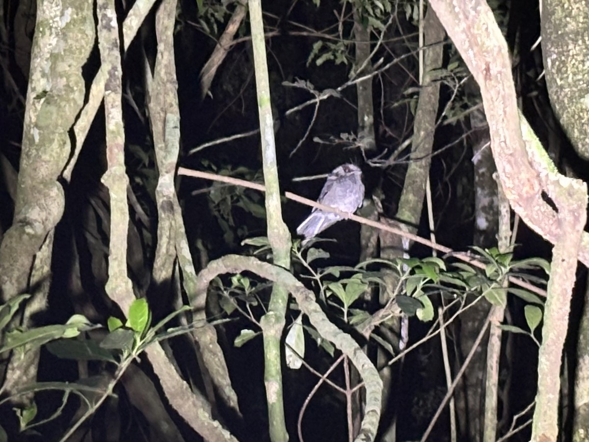 lelčík australský - ML644579295