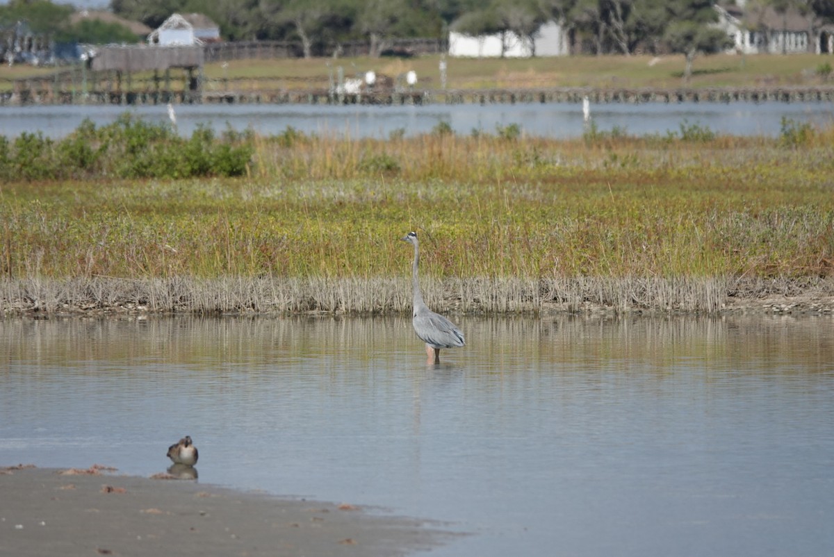 Great Blue Heron - ML644579324