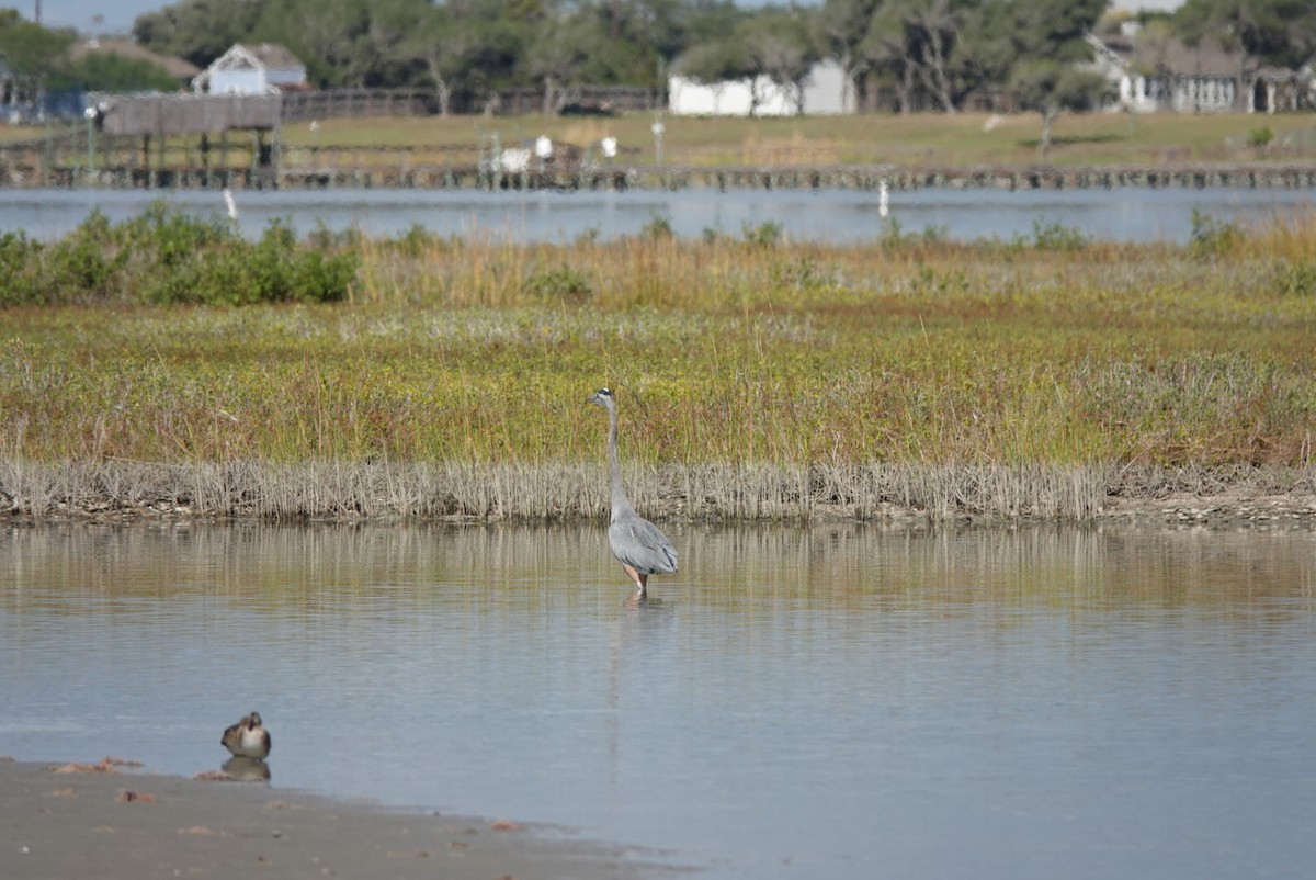 Great Blue Heron - ML644579325