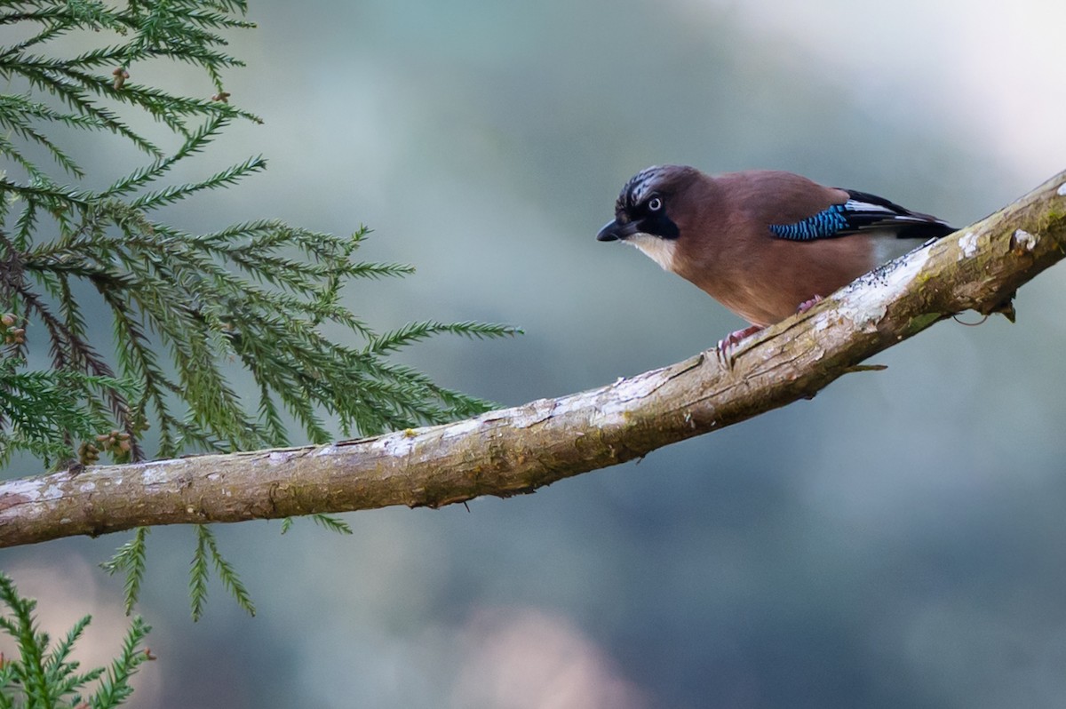 nøtteskrike - ML644579336