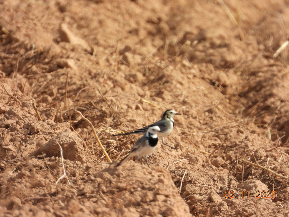 Bergeronnette grise - ML644579354