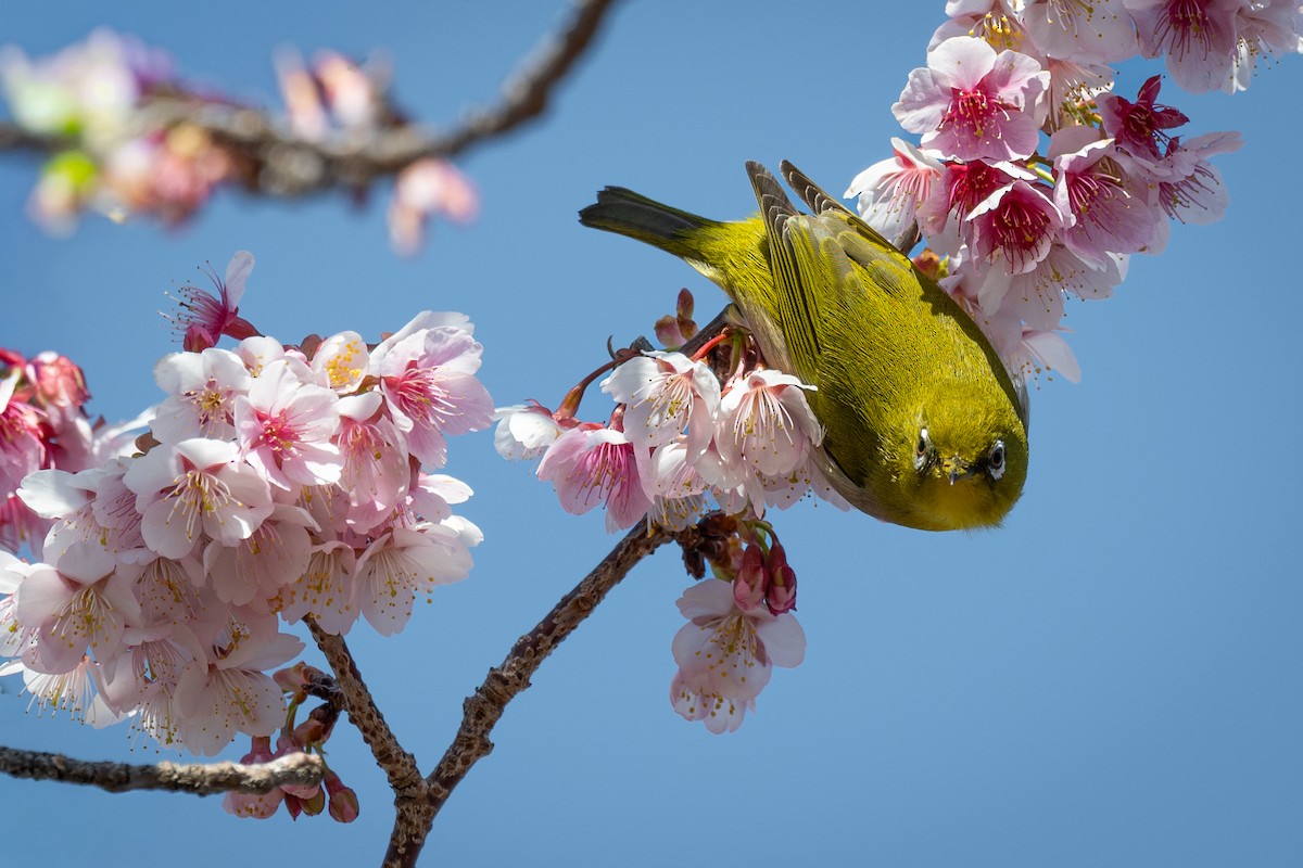 hagebrillefugl - ML644579355