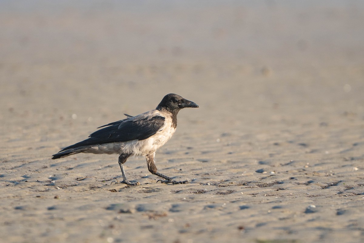 Leş Kargası - ML644579366