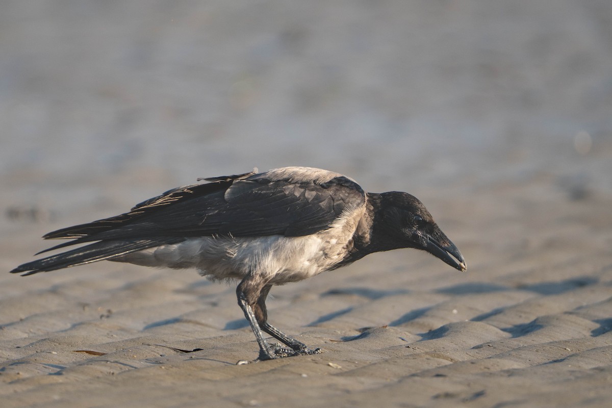 Leş Kargası - ML644579367