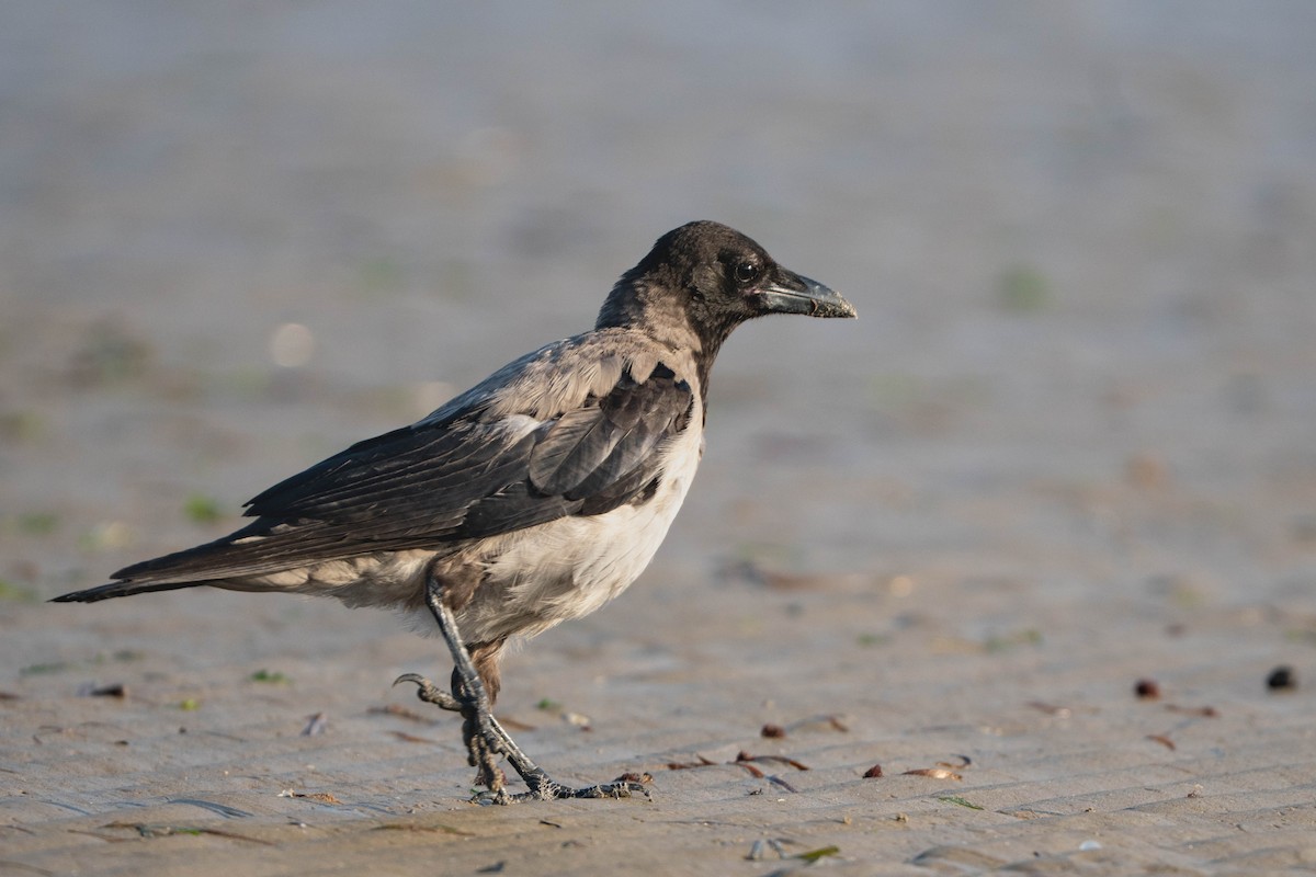 Leş Kargası - ML644579368