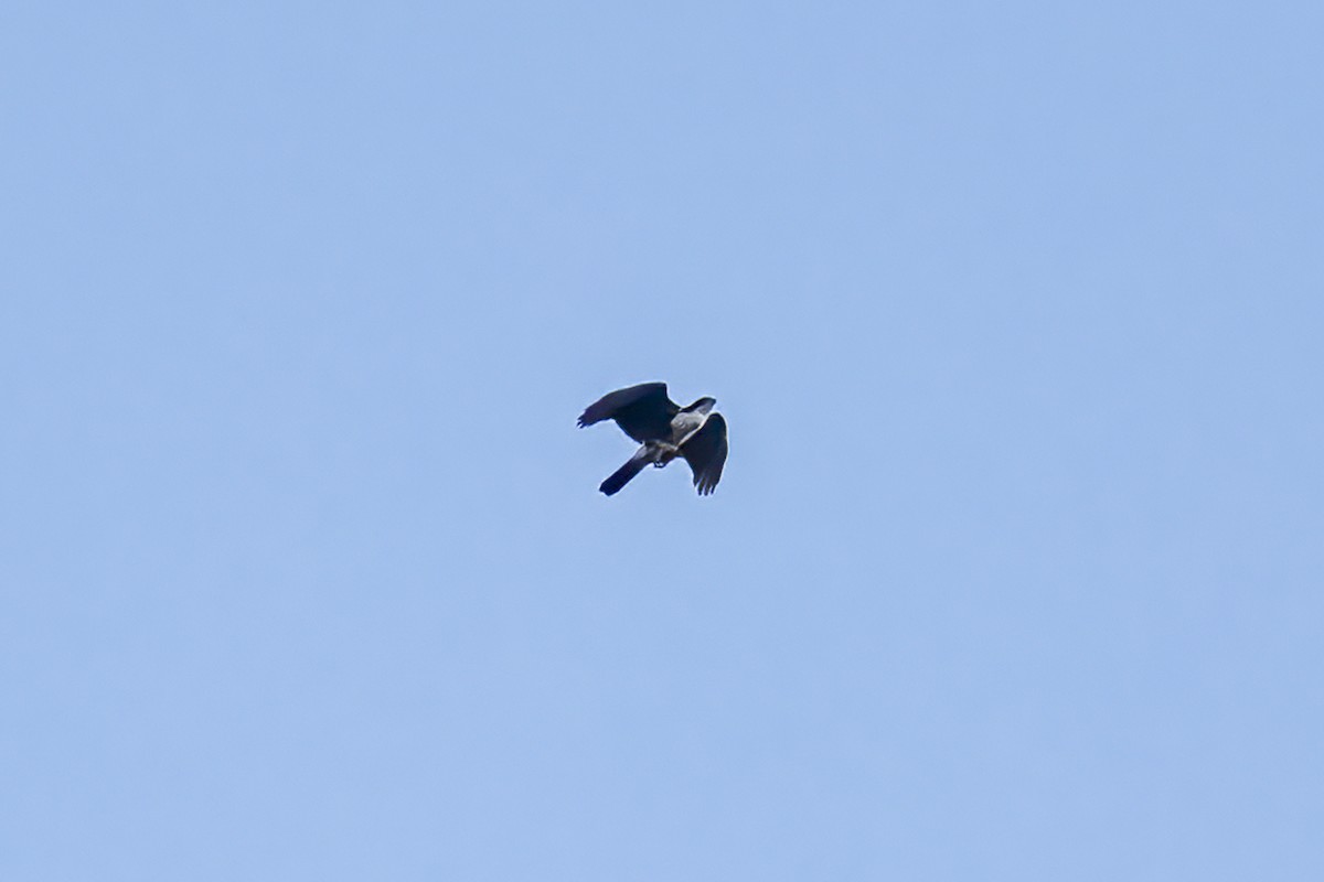 Black Goshawk - ML644579371