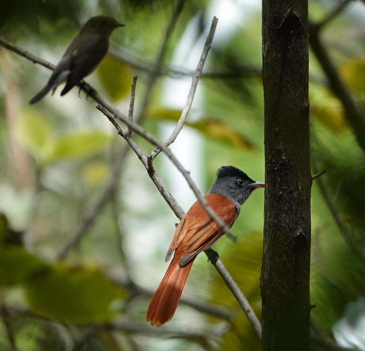 Tchitrec de Blyth - ML644579374