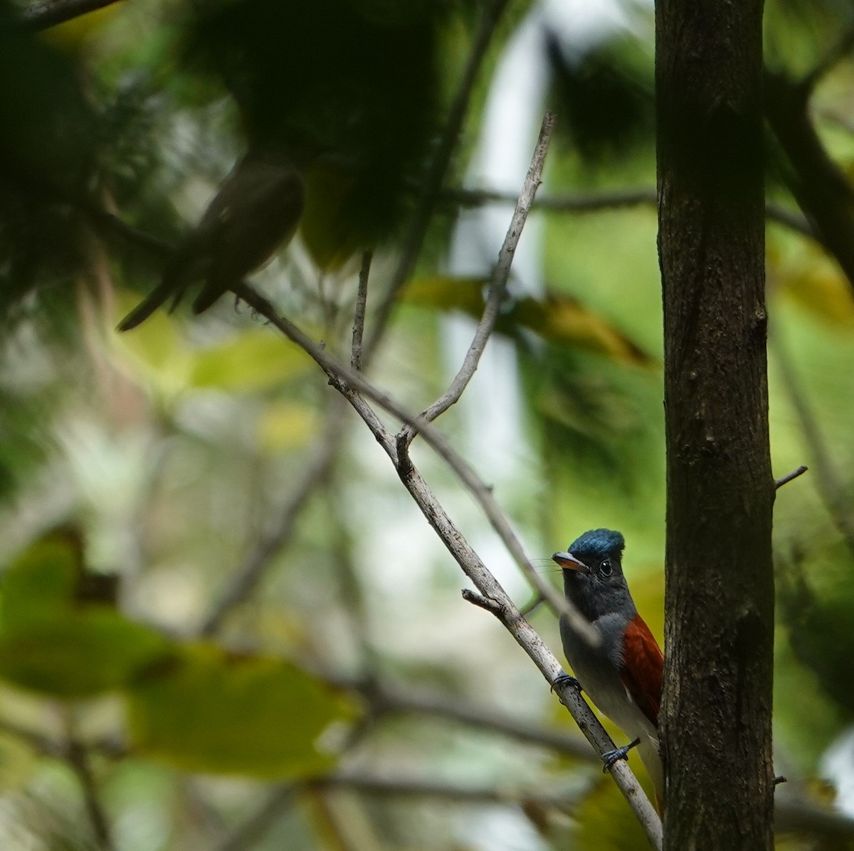 Tchitrec de Blyth - ML644579375