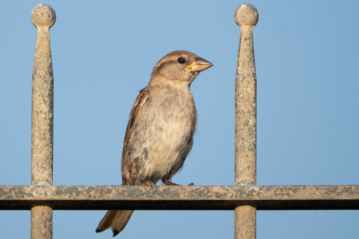 İtalyan Serçesi - ML644579378