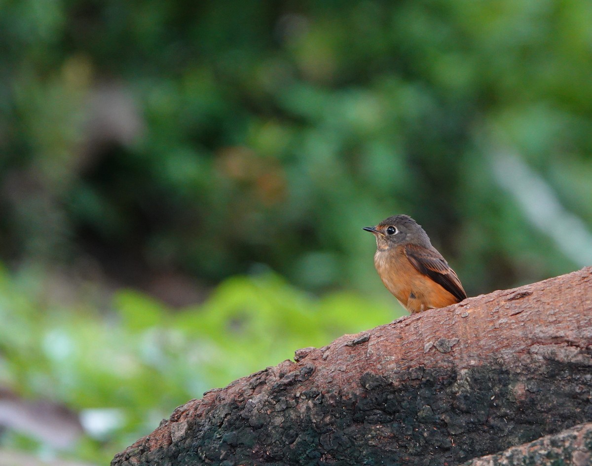 Rostschnäpper - ML644579381