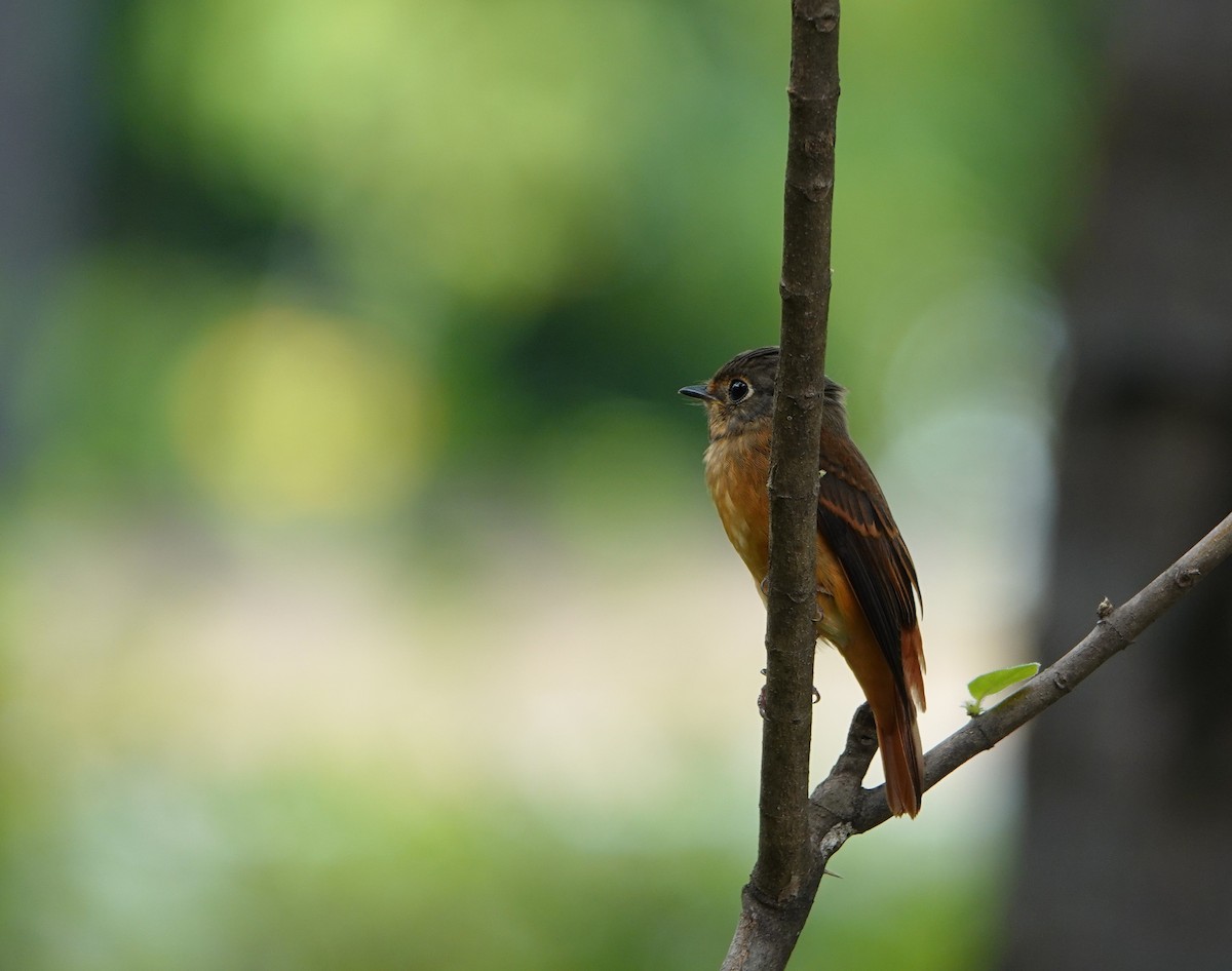 Rostschnäpper - ML644579382