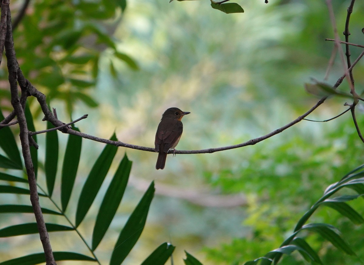 Hainan Blue Flycatcher - ML644579385