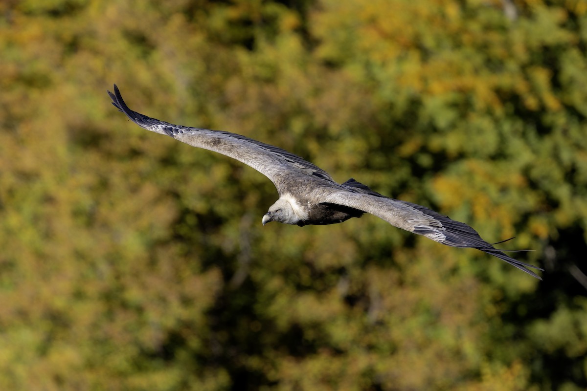 Kızıl Akbaba - ML644579388