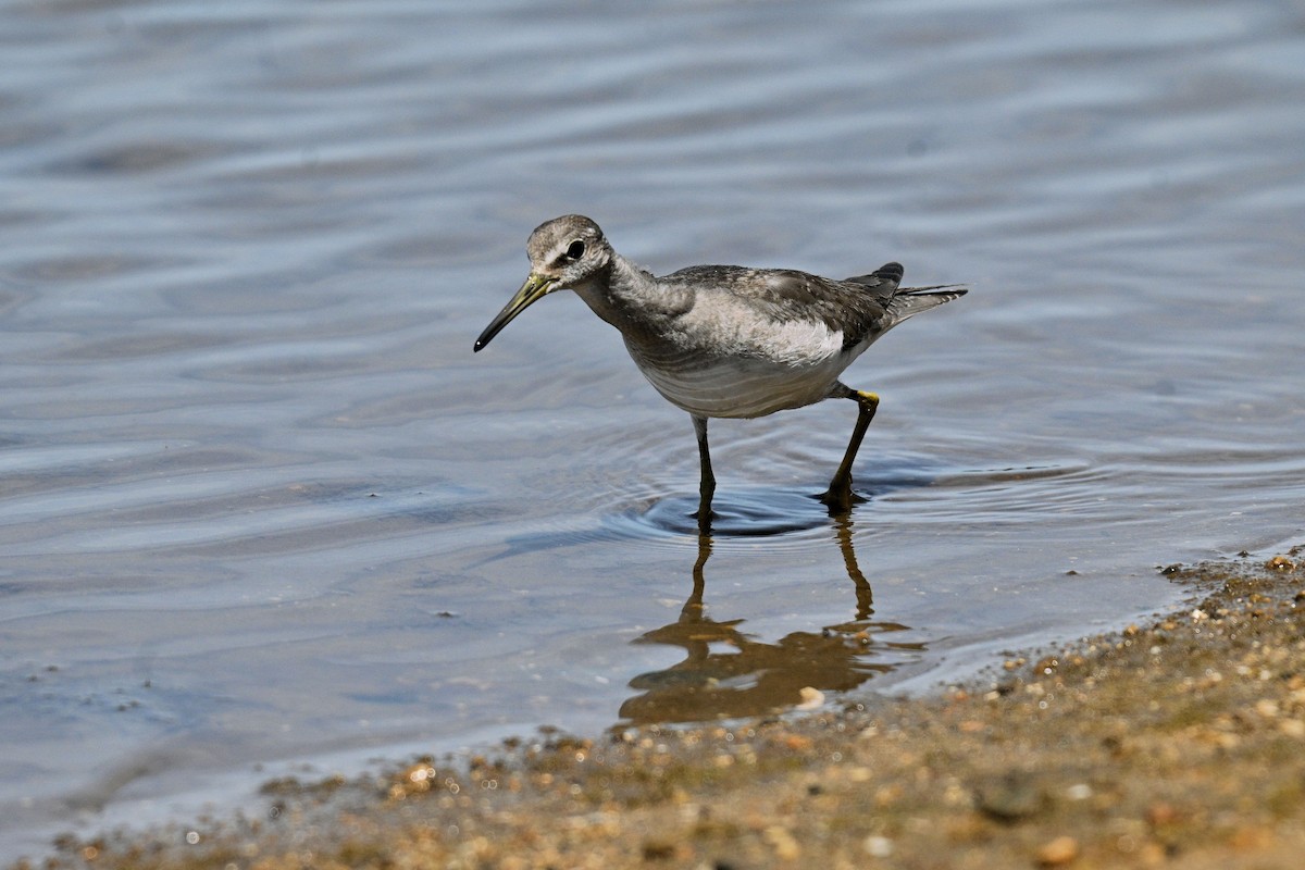 Chevalier de Sibérie - ML644579392