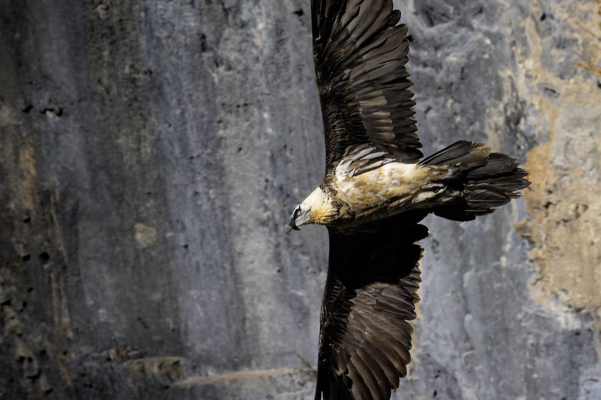 orlosup bradatý - ML644579393