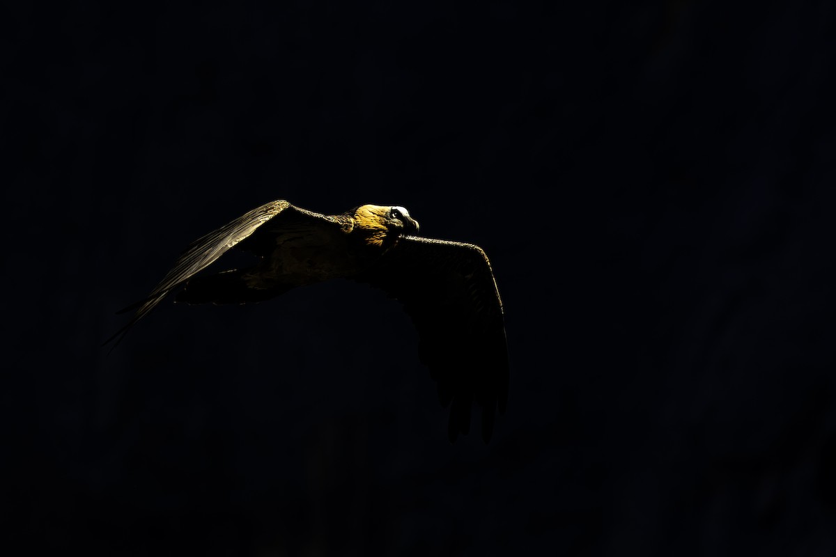 orlosup bradatý - ML644579394