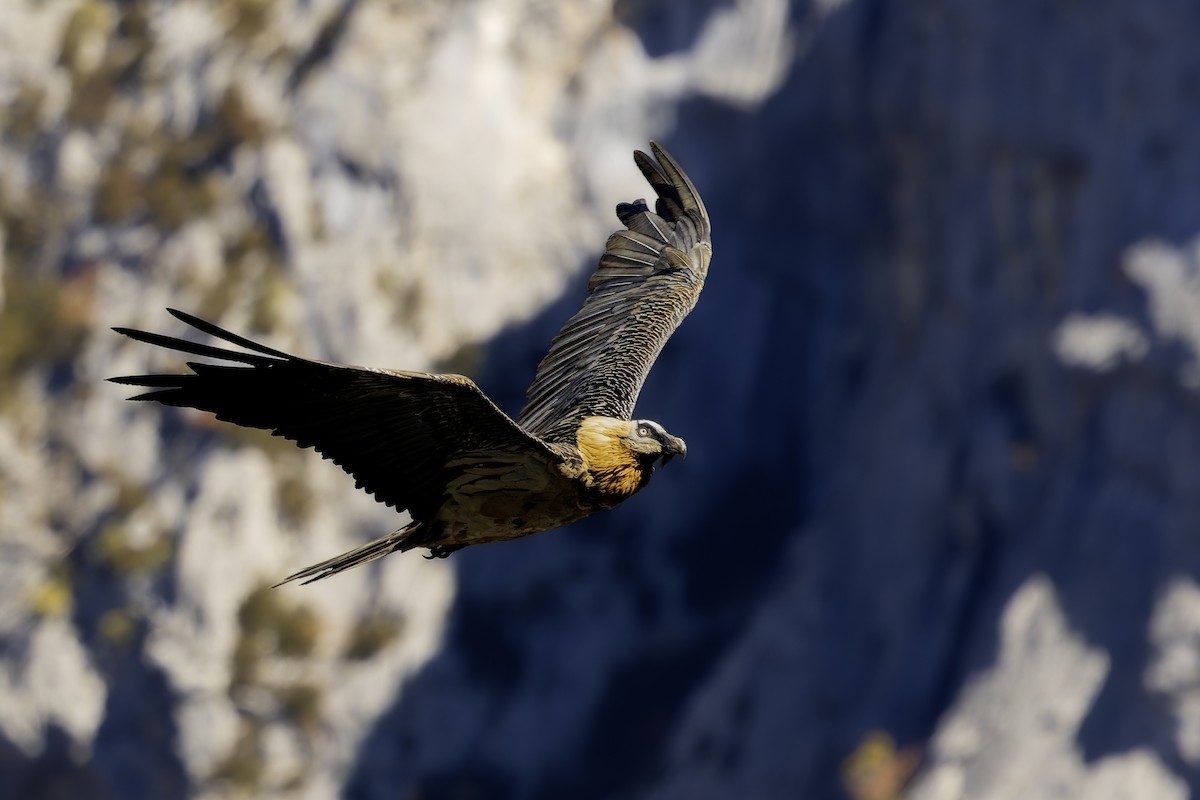 orlosup bradatý - ML644579395