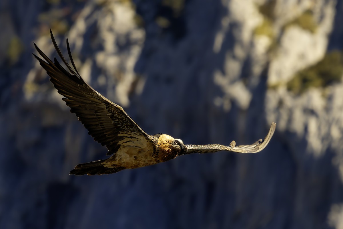 orlosup bradatý - ML644579396