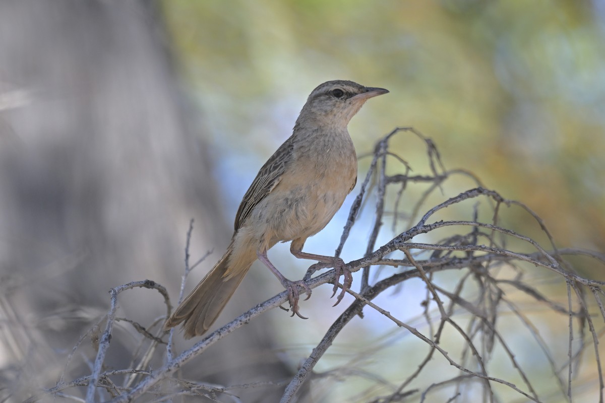 Rufous Songlark - ML644579397